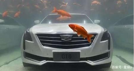 車沉魚缸什么意思：凱迪拉克追高鐵事件凱迪拉克追高鐵事件引發關注和討論