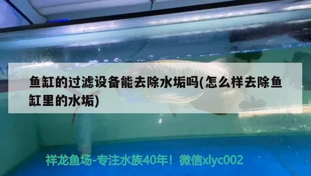 虎魚龍魚混養怎么喂食(龍魚虎魚魟魚混養怎么喂食) 虎魚龍魚混養怎么喂食(龍魚虎魚魟魚混養怎么喂食) 虎魚百科