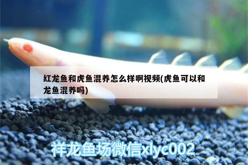紅龍魚和虎魚混養(yǎng)怎么樣啊視頻(虎魚可以和龍魚混養(yǎng)嗎)