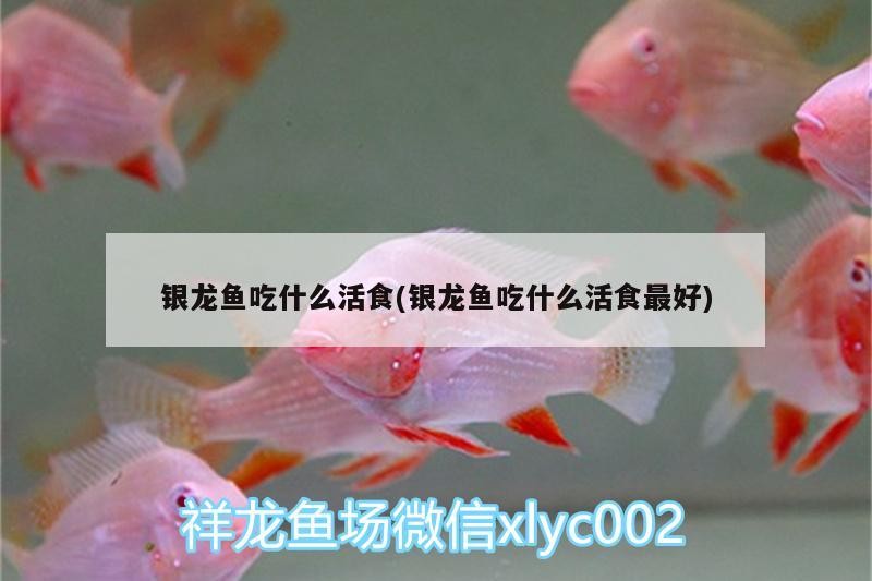 銀龍魚吃什么活食(銀龍魚吃什么活食最好)