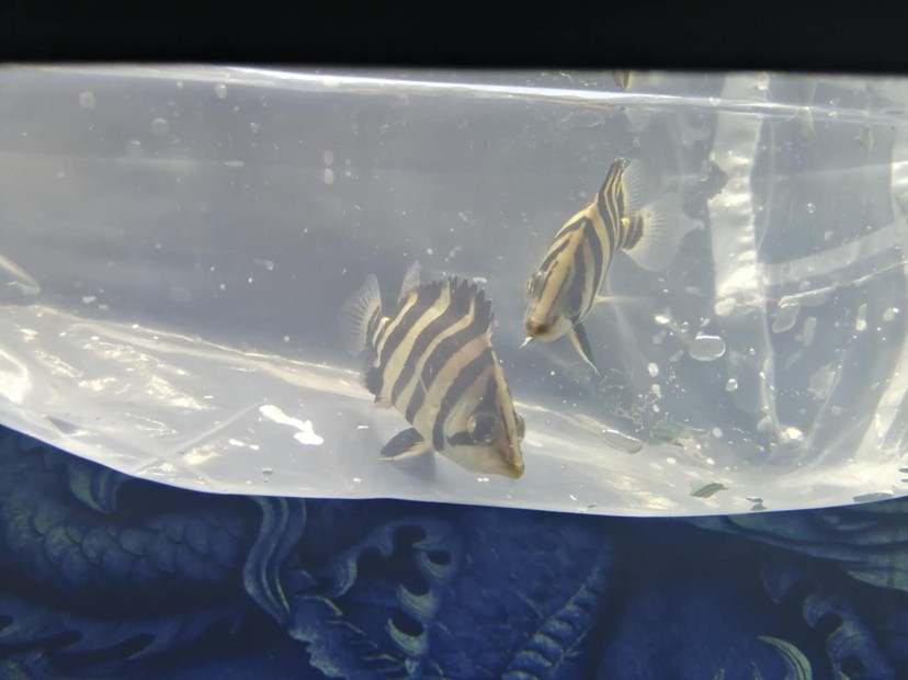 入缸即明的虎魚