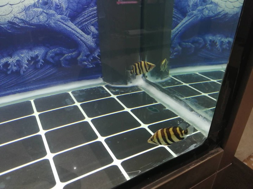 入缸即明的虎魚