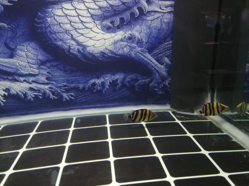 入缸即明的虎魚