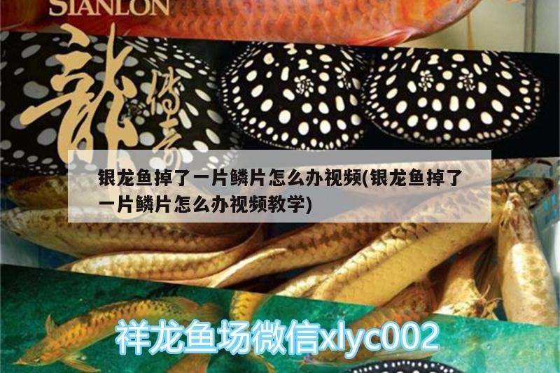 銀龍魚掉了一片鱗片怎么辦視頻(銀龍魚掉了一片鱗片怎么辦視頻教學)