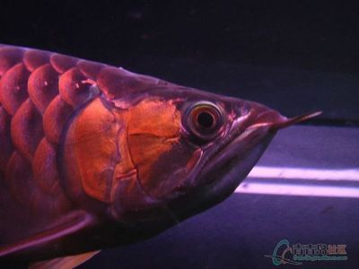 紅龍魚論壇：紅龍魚市場價(jià)格趨勢