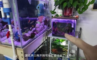 玻璃魚缸可以鉆孔嗎：玻璃魚缸可以進行鉆孔操作嗎？
