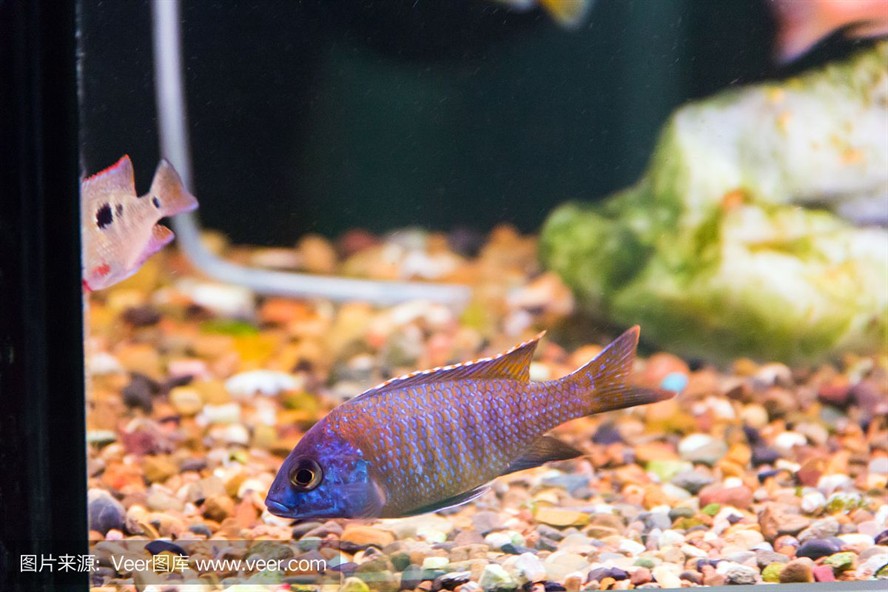 大洋水族魚缸廠家在哪里：大洋水族魚缸廠家