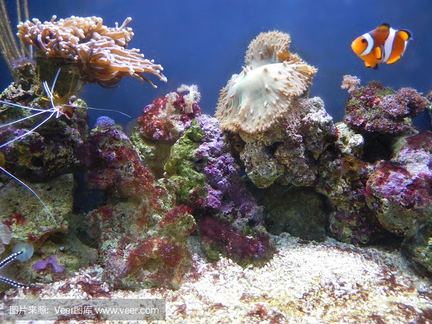 大洋水族魚缸廠家在哪里：大洋水族魚缸廠家