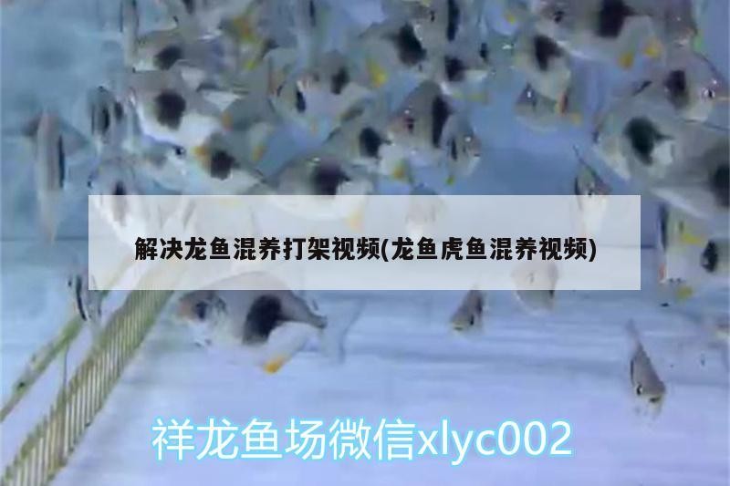 解決龍魚混養打架視頻(龍魚虎魚混養視頻)
