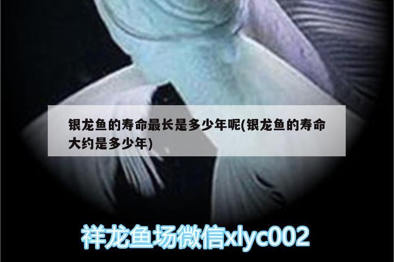 銀龍魚的壽命最長是多少年呢(銀龍魚的壽命大約是多少年)
