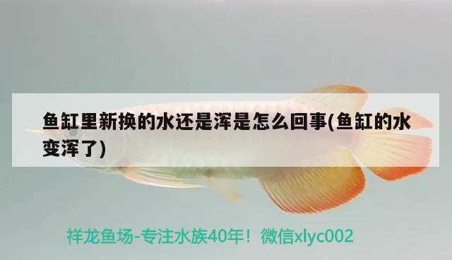 魚缸里新?lián)Q的水還是渾是怎么回事(魚缸的水變渾了)