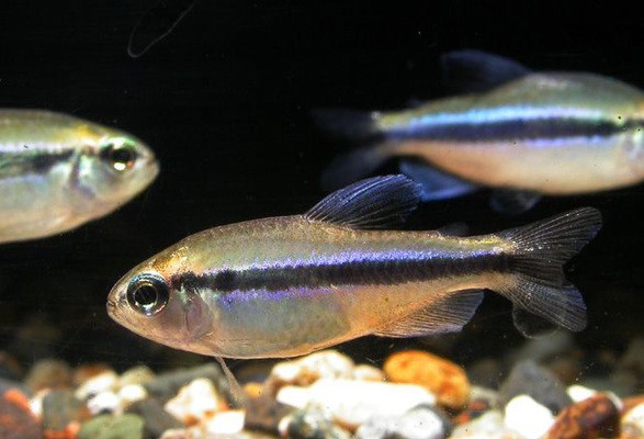 100種熱帶魚圖片