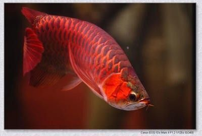 龍魚害怕紅色嗎：龍魚害怕紅色嗎？