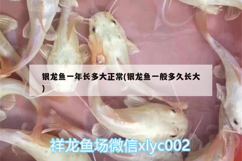 銀龍魚一年長多大正常(銀龍魚一般多久長大)