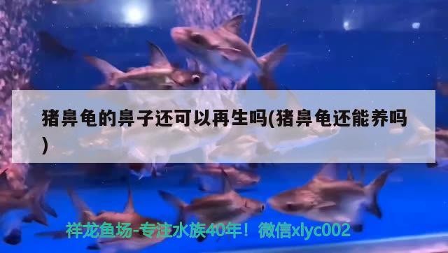 豬鼻龜?shù)谋亲舆€可以再生嗎(豬鼻龜還能養(yǎng)嗎)