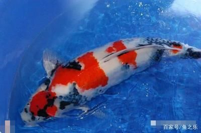 sebo魚缸過濾器怎么用：sebo魚缸過濾器使用方法和注意事項