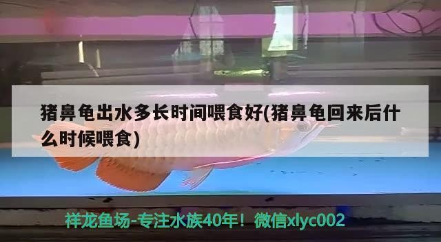 豬鼻龜出水多長時間喂食好(豬鼻龜回來后什么時候喂食)