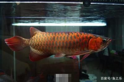 紅龍魚能養(yǎng)多久才能長大：紅龍魚一年可以長15-20厘米，紅龍魚成年后養(yǎng)護技巧