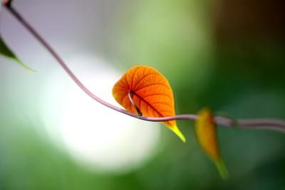 紅龍魚偶爾去缸底趴著可以嗎：紅龍魚偶爾去缸底趴著可能由多種因素引起紅龍魚水質要求
