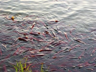紅龍魚偶爾去缸底趴著可以嗎：紅龍魚偶爾去缸底趴著可能由多種因素引起紅龍魚水質要求