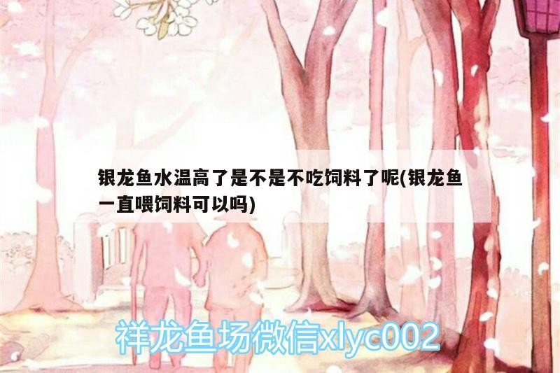 銀龍魚水溫高了是不是不吃飼料了呢(銀龍魚一直喂飼料可以嗎)