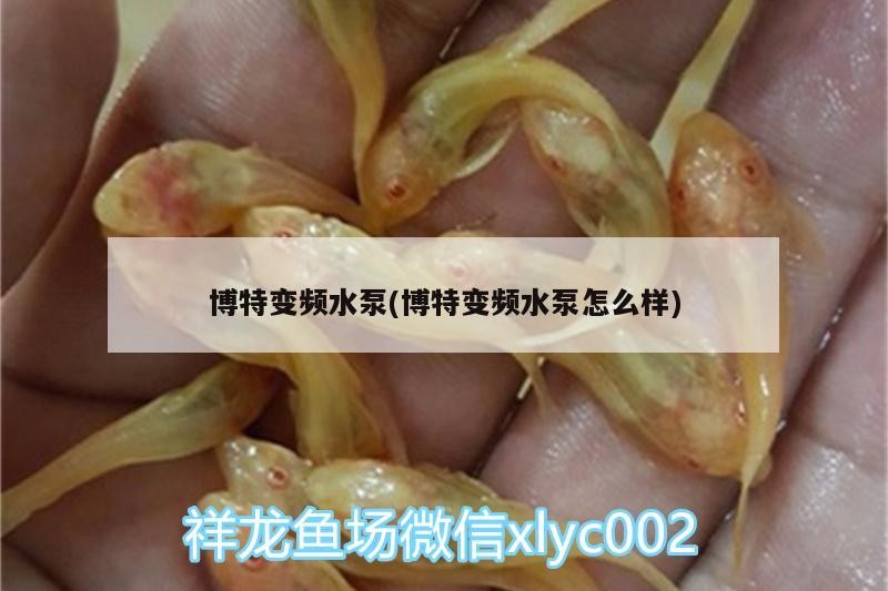 博特變頻水泵(博特變頻水泵怎么樣)
