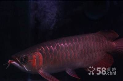 紅龍魚在哪里買便宜的魚好：紅龍魚養殖技巧有哪些如何辨別紅龍魚市場價格波動原因
