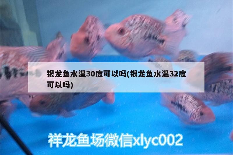 銀龍魚水溫30度可以嗎(銀龍魚水溫32度可以嗎)