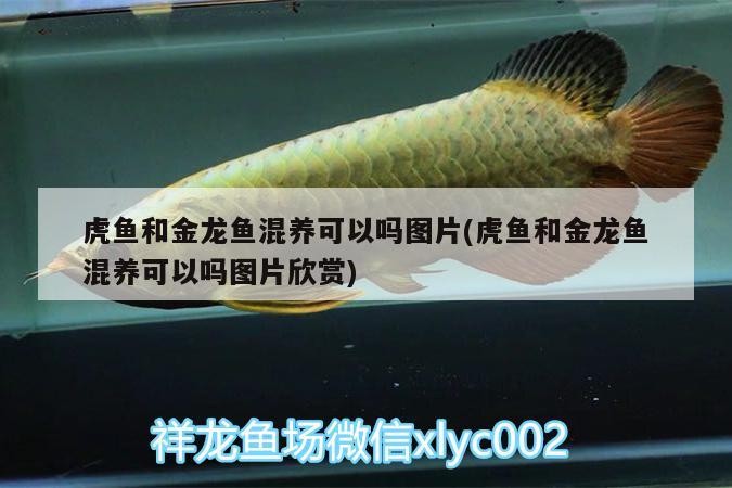 虎魚和金龍魚混養可以嗎圖片(虎魚和金龍魚混養可以嗎圖片欣賞)