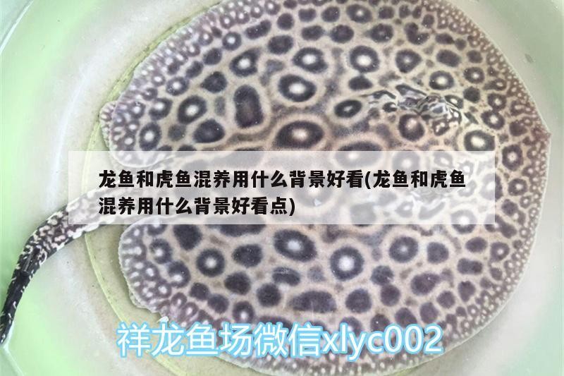 龍魚和虎魚混養用什么背景好看(龍魚和虎魚混養用什么背景好看點)