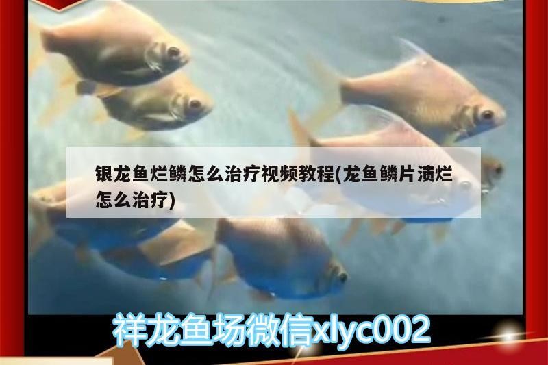 銀龍魚爛鱗怎么治療視頻教程(龍魚鱗片潰爛怎么治療)