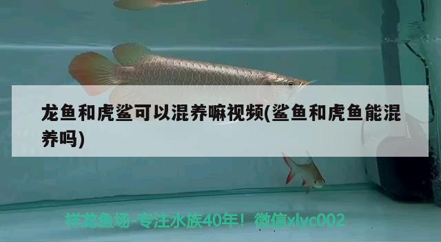 龍魚和虎鯊可以混養嘛視頻(鯊魚和虎魚能混養嗎)