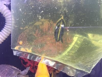 小虎魚喂什么比較好養(yǎng)：在喂養(yǎng)小虎魚時(shí)，需要注意以下幾點(diǎn)，小虎魚喂什么比較好養(yǎng)