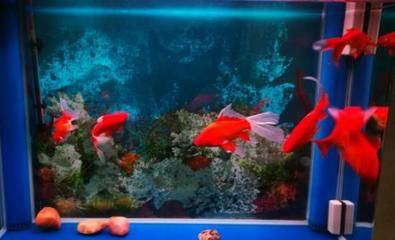 財神魚魚缸造景圖：財神魚魚缸造景基本知識和常見技巧