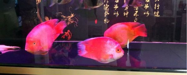 財神魚魚缸造景圖：財神魚魚缸造景基本知識和常見技巧