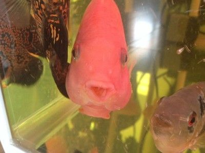 財神魚魚缸造景圖：財神魚魚缸造景基本知識和常見技巧
