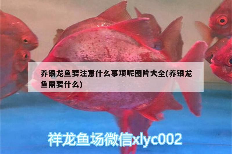 養(yǎng)銀龍魚(yú)要注意什么事項(xiàng)呢圖片大全(養(yǎng)銀龍魚(yú)需要什么)