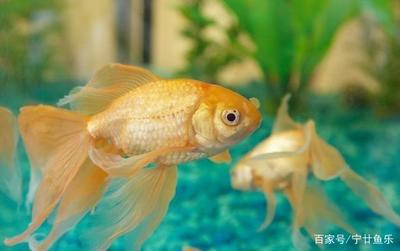 重慶市萬州區(qū)新萬州海洋科普館有限公司（萬州哪里有個(gè)新海洋館）