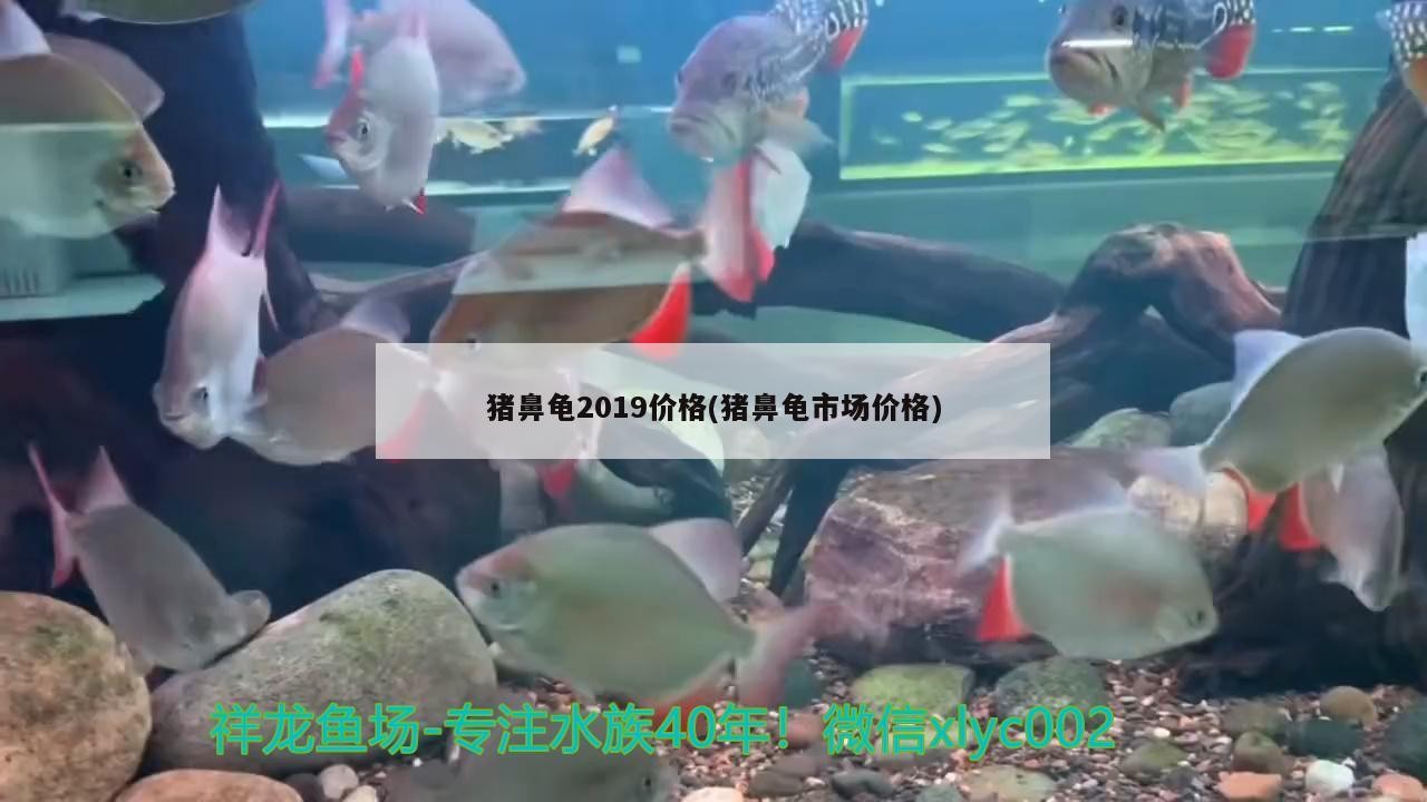豬鼻龜2019價格(豬鼻龜市場價格)