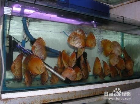 大型魚缸裂了怎么修補