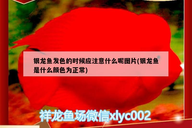 銀龍魚發色的時候應注意什么呢圖片(銀龍魚是什么顏色為正常)