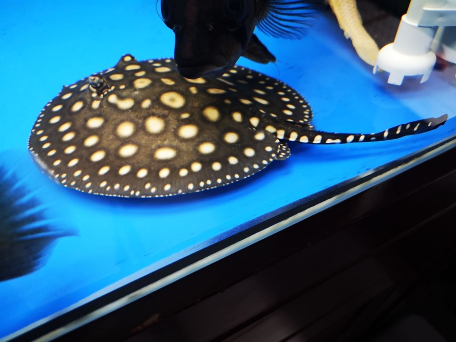 黑金魟魚，黑金魟魚是一種怎樣的魚？