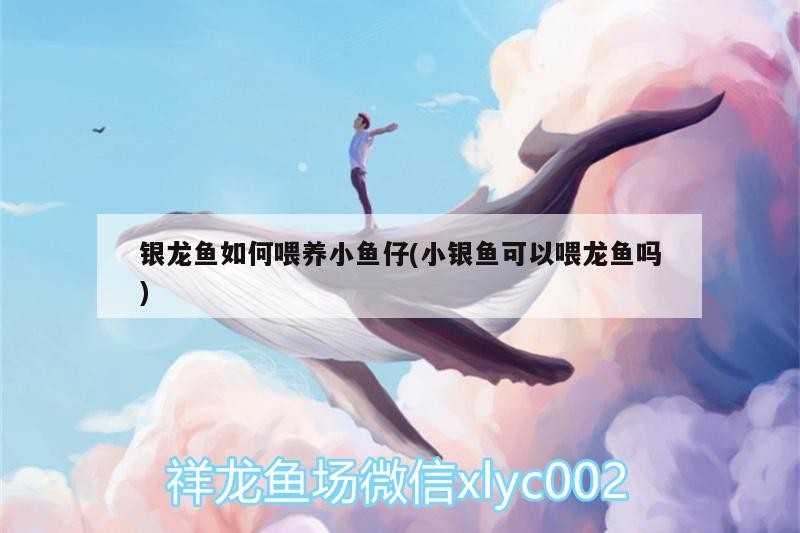 銀龍魚(yú)如何喂養(yǎng)小魚(yú)仔(小銀魚(yú)可以喂龍魚(yú)嗎)