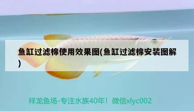 紅龍魚品牌等級劃分標準表格圖：紅龍魚品牌等級劃分標準表格圖詳情