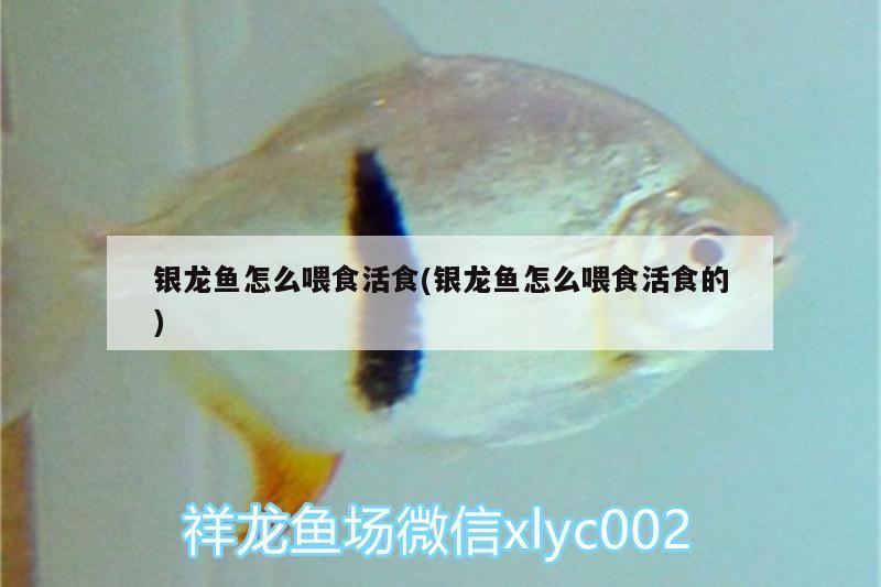 銀龍魚怎么喂食活食(銀龍魚怎么喂食活食的)