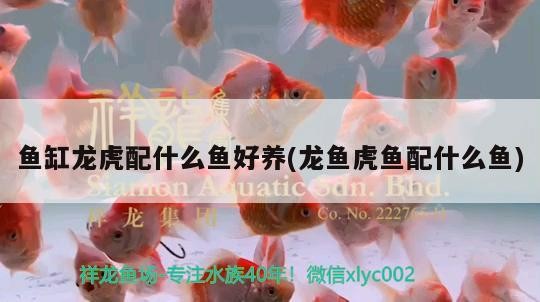 魚缸龍虎配什么魚好養(龍魚虎魚配什么魚)