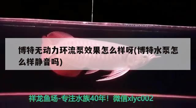 博特無動力環流泵效果怎么樣呀(博特水泵怎么樣靜音嗎)