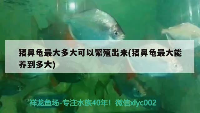 豬鼻龜最大多大可以繁殖出來(豬鼻龜最大能養到多大)