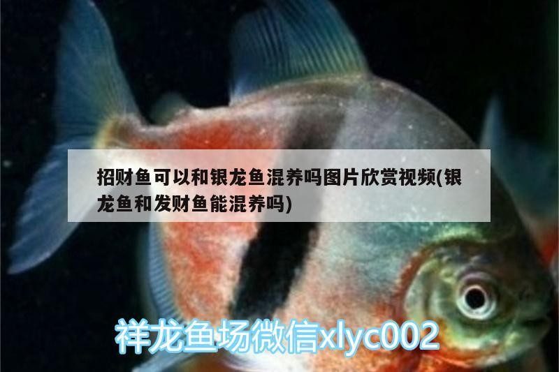 招財(cái)魚可以和銀龍魚混養(yǎng)嗎圖片欣賞視頻(銀龍魚和發(fā)財(cái)魚能混養(yǎng)嗎)