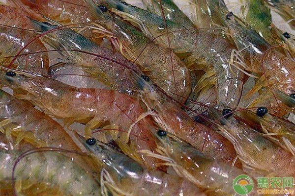 淡水蝦在魚缸怎樣才能養活：淡水蝦的養殖方法